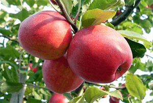 Выращивание яблони Пепин Шафранный