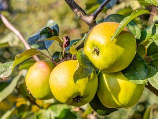 Яблоня солнышко: описание сорта
