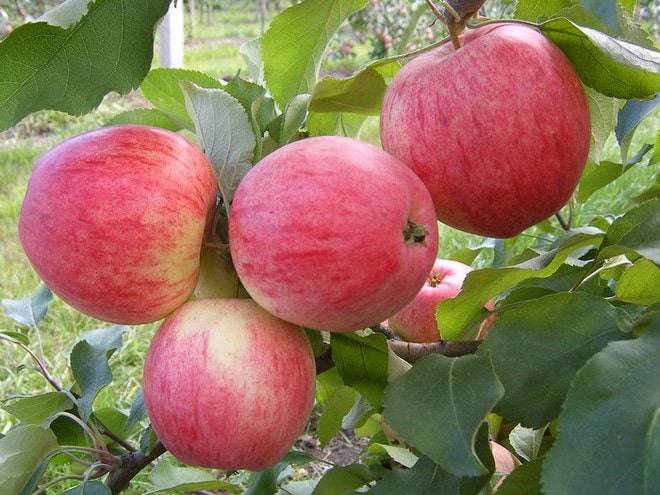О колоновидной яблоне: сорта для подмосковья, какие лучше сажать