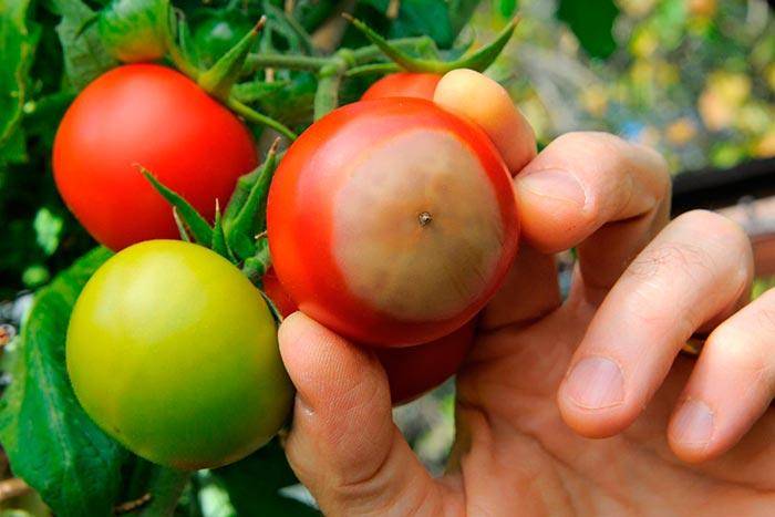 Болезни и вредители томатов в теплице из поликарбоната