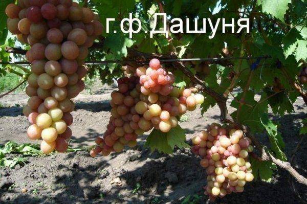 Описание и характеристики, устойчивость к заболеваниям сорта винограда дарья и правила выращивания
