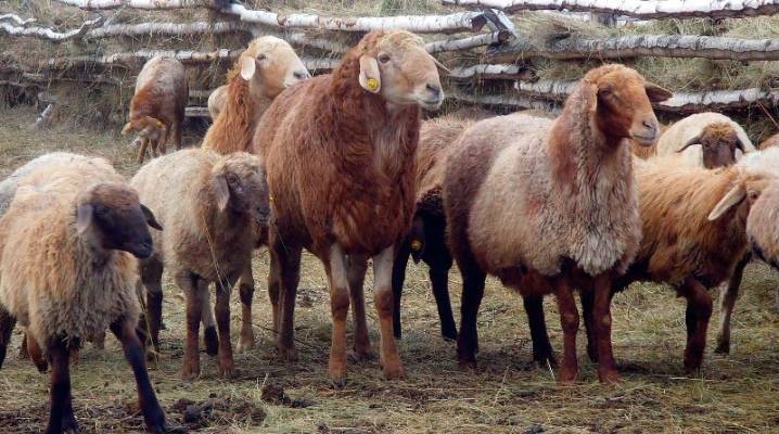Гиссарская порода овец: описание и правила ухода, содержание и размножение, характеристики баранов