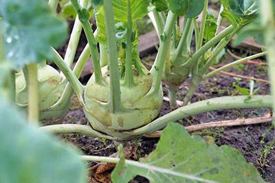 Универсальный овощ – капуста кольраби. подробная характеристика, включая выращивание и уход в открытом грунте