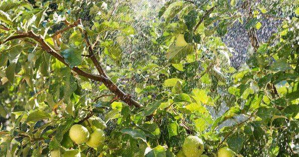 Как правильно поливать яблоню осенью