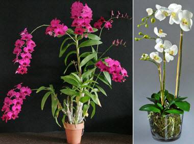Как пересадить цветущую орхидею в домашних условиях, чтобы сохранить это состояние и как правильно ухаживать после этого: видео от специалистов