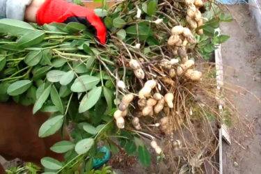 Как выращивать арахис в средней полосе россии: культивирование в открытом грунте