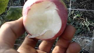 Сорт яблони флорина, описание, характеристика и отзывы, а также особенности выращивания данного сорта
