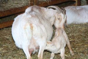 Выращивание козлят без козы - как кормить и выкармливать после окота без матери 2021