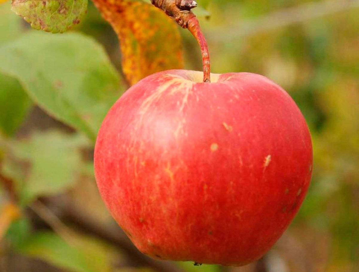 Самые популярные сорта яблонь с фотографиями и описанием
