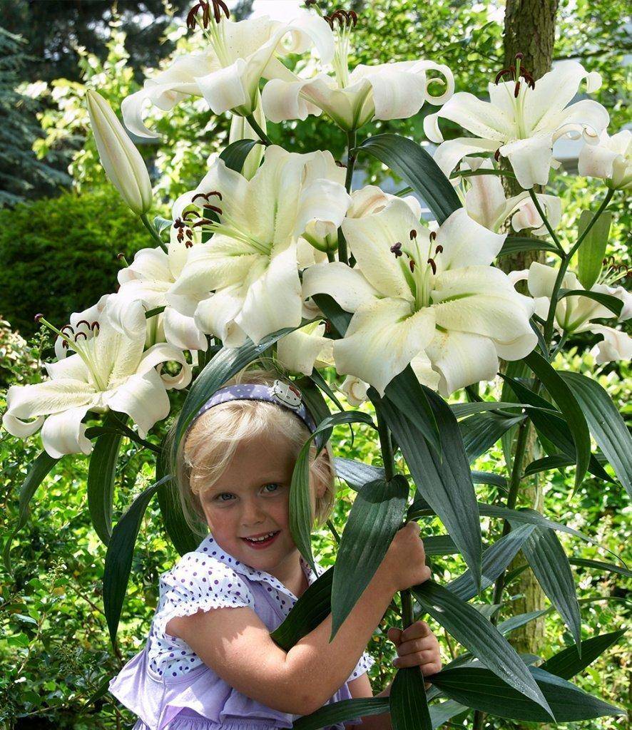 Лилия садовая: посадка и уход в открытом грунте, фото сортов и названия