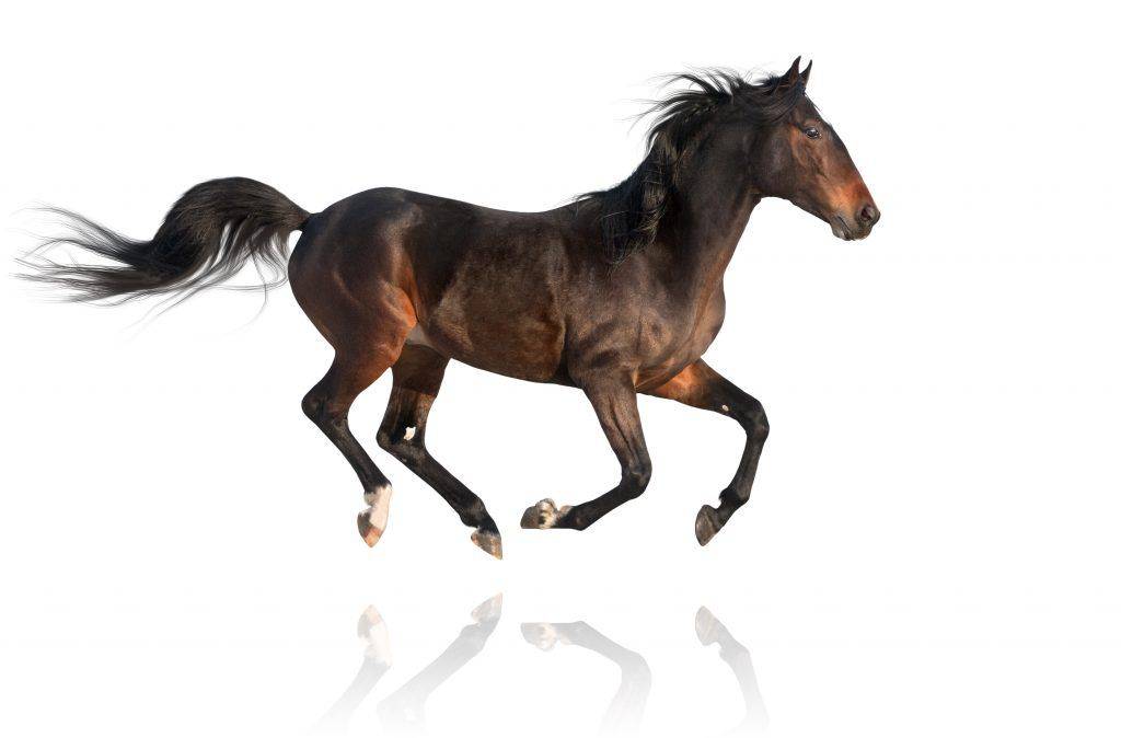 Бег лошади: какой вид бега считается самым стремительный? как кони бегают рысью и аллюром? самый быстрый и самый неспешный способ передвижения лошади