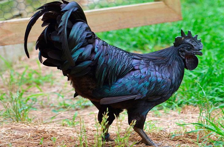 Андалузская голубая порода кур – описание, фото и видео