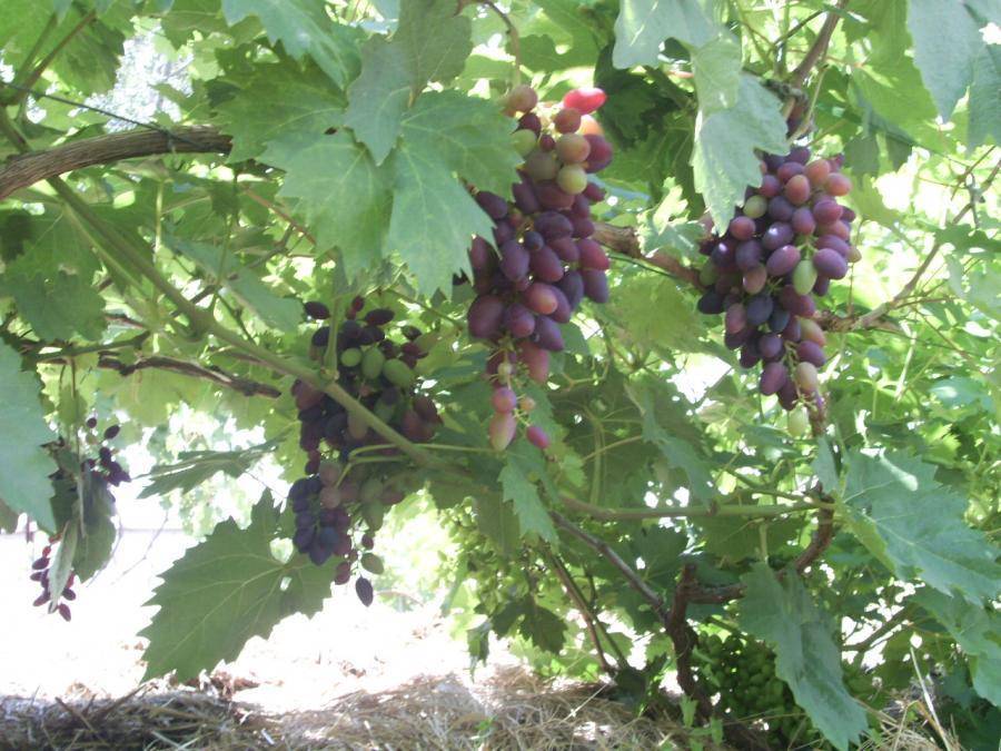 Виноград "атос": описание сорта, фото, отзывы