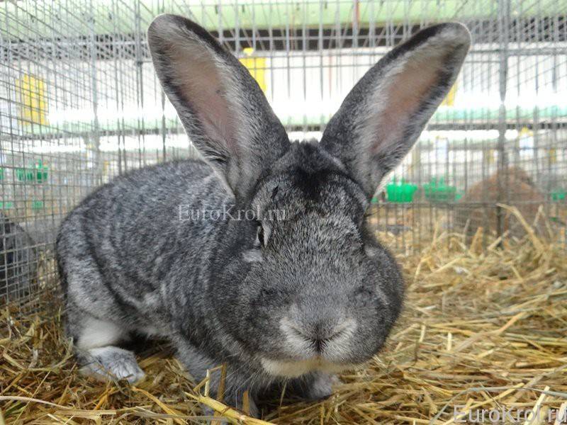 Кролик породы шиншилла: описание и фото