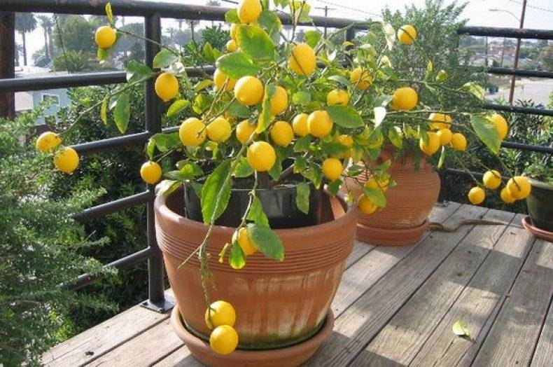 Домашний лимон - условия выращивания в горшке