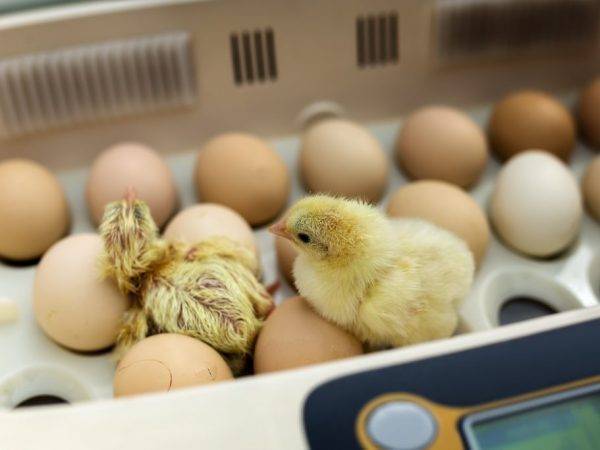 Как ухаживать за цыплятами в домашних условиях и кормление с первых дней жизни на видео