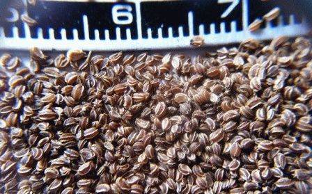 Сельдерей черешковый: выращивание и уход в открытом грунте и в домашних условиях