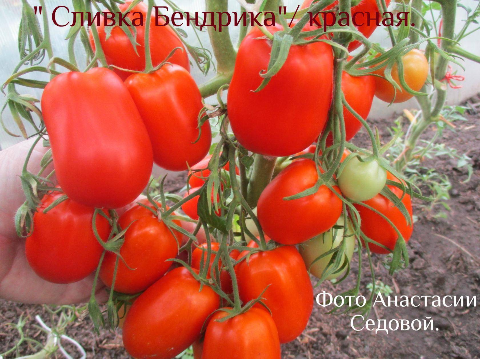 Сорта томатов Сливка