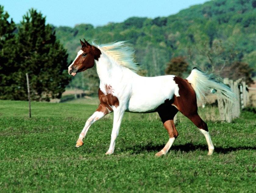 Породы лошадей (51 фото): виды коней с описанием, обзор цыганских, исландских и вятских лошадей, породистые скаковые лошади с названиями