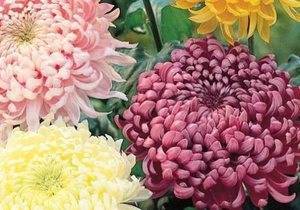 Уход за хризантемами осенью и подготовка к зиме: как сохранить цветок в морозы