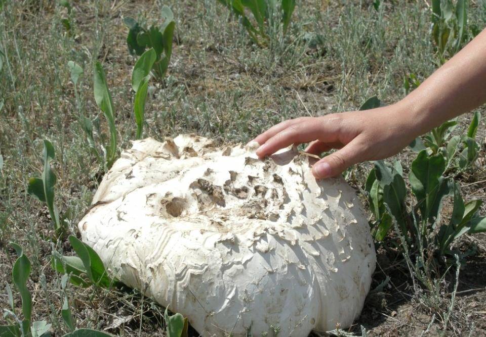Степные грибы крыма фото и описание. описание и названия грибов крыма (+27 фото)