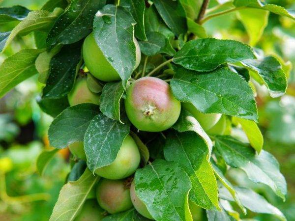 Правила посадки яблонь на Урале