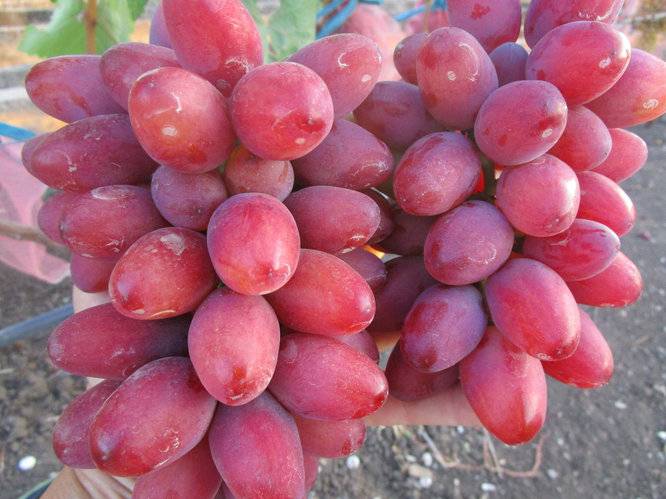 Виноград багровый: описание сорта, фото, отзывы