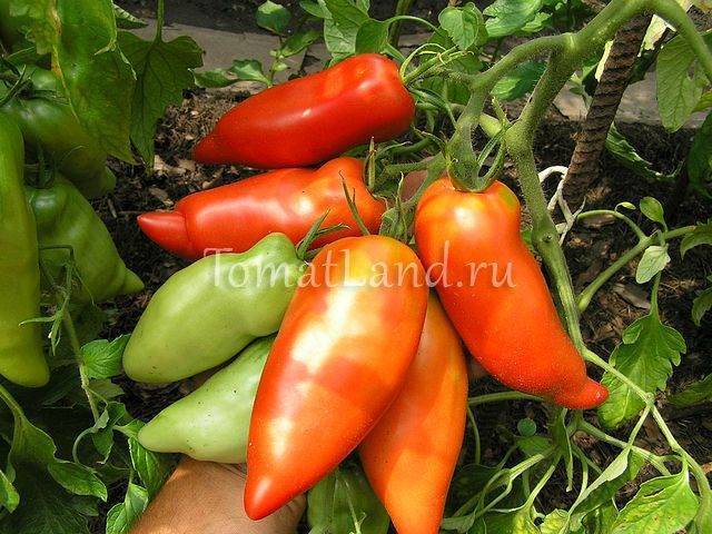 Описание сорта томата Алый мустанг — как поднять урожайность