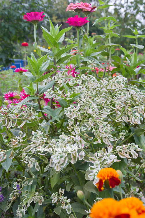 Молочай окаймленный посадка и уход выращивание из семян на рассаду когда сажать фото цветов в саду