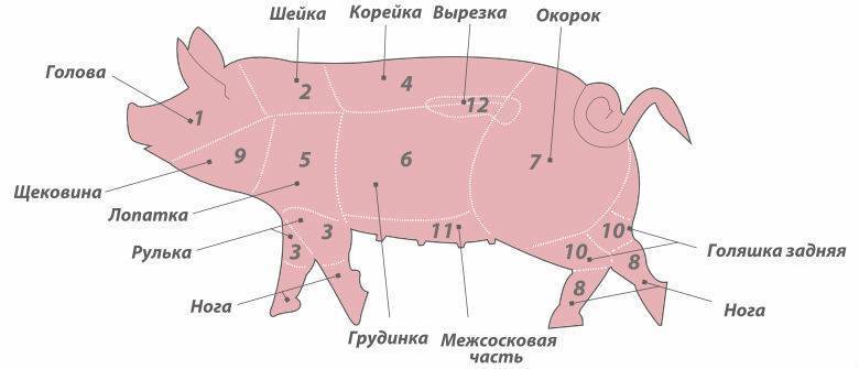 Таблица веса свиней: по размерам, возрасту