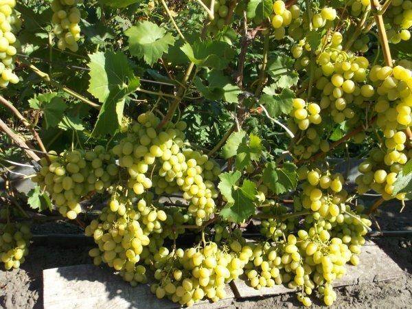 Виноград бианка: что это за технический сорт, описание и характеристики лозы