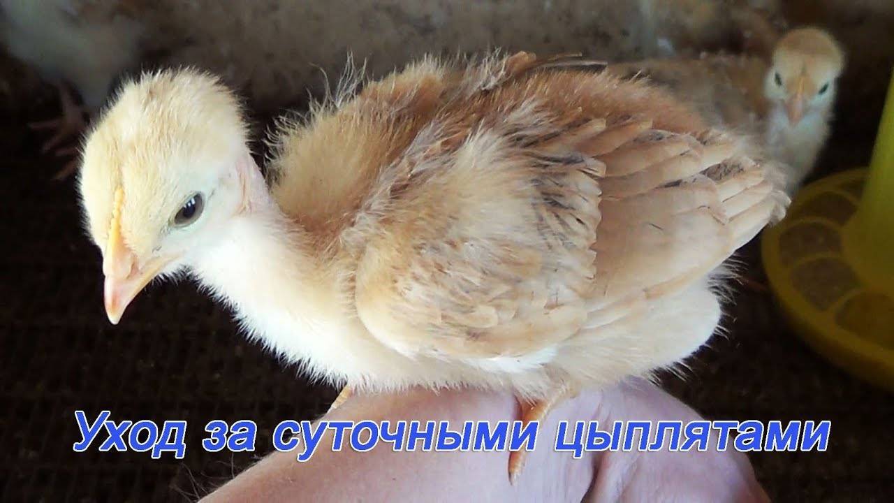 Как и чем кормить суточных цыплят после их покупки на птицеферме в домашних условиях