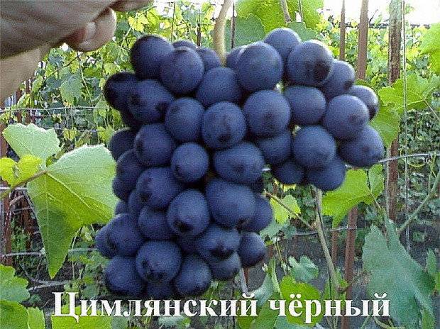 Особенности сортов черного винограда