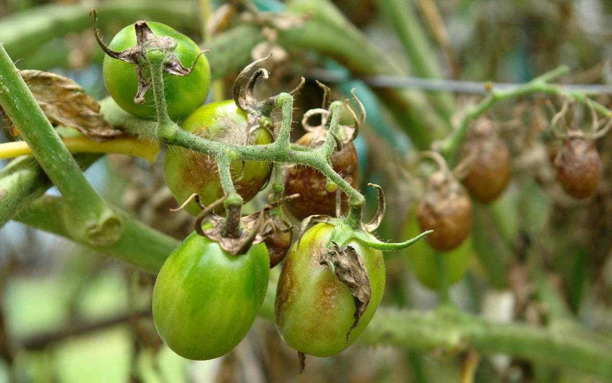 Чем обработать помидоры от фитофторы: народные средства и химия