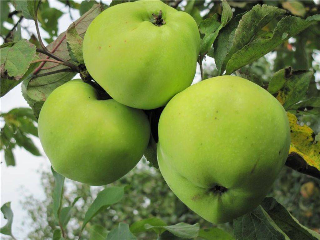 Яблоня алеся: особенности сорта и ухода