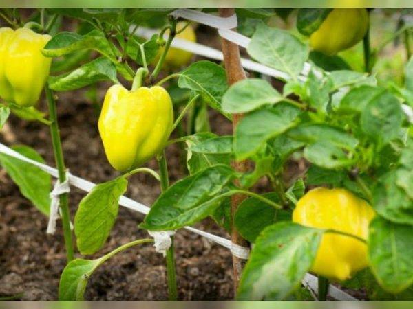 Горький перец чили: выращивание из семян на огороде