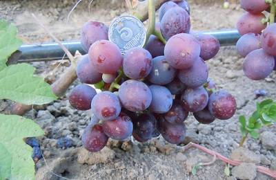 Кинельский виноград - лучшие сорта: выбор, посадка, уход