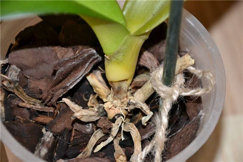 Как реанимировать орхидею, если её корни сгнили и листья стали вялыми