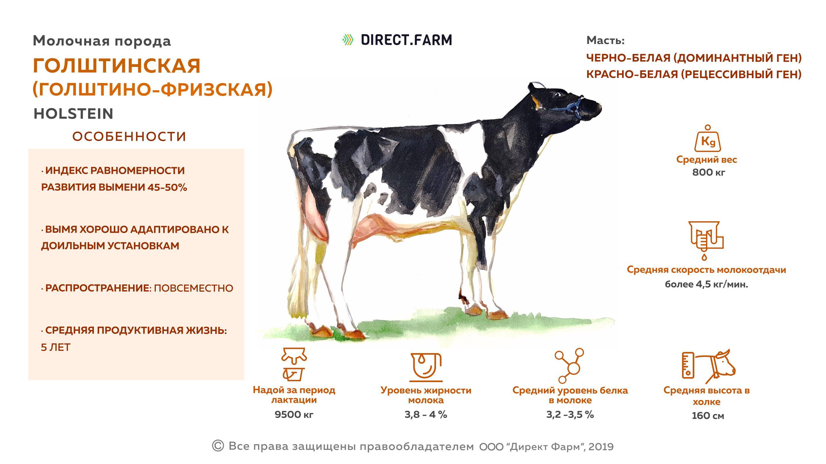 Молоко полученное от коровы 5. Голштинская порода коров характеристика. Голштинская порода крупного рогатого скота. Голштинская порода КРС характеристика. Масса телят голштино-фризской породы.