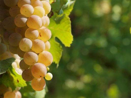 Виноград августин: описание сорта, фото, отзывы садоводов