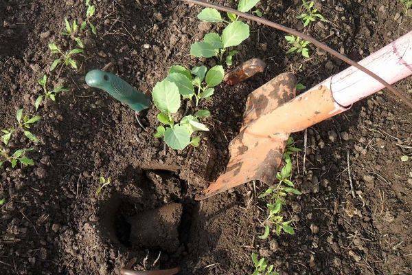 Как посадить и вырастить капусту сорта амагер
