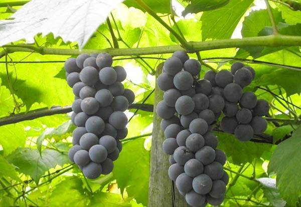 Выращивание винограда сорта гала