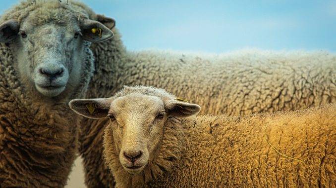 Породы овец и баранов: виды и их особенности