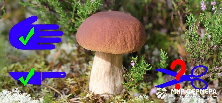 Правила сбора грибов: советы, памятка, как срезать или выкручивать