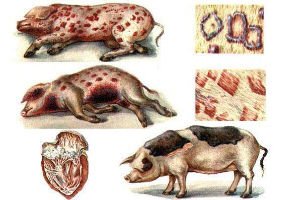 Рожа у свиней: лечение и симптомы болезни, профилактика | nita-farm