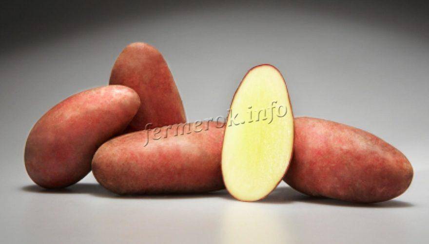 Картофель зекура: подробное описание сорта