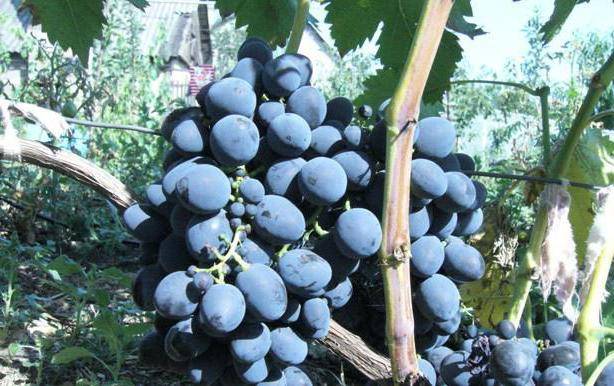 Виноград гала, описание сорта: посадка и уход