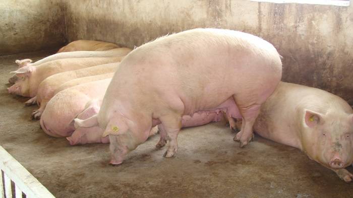 Стимулятор роста для свиней: описание бмвд и премиксов. кормовые добавки для быстрого роста поросят. инструкция по применению