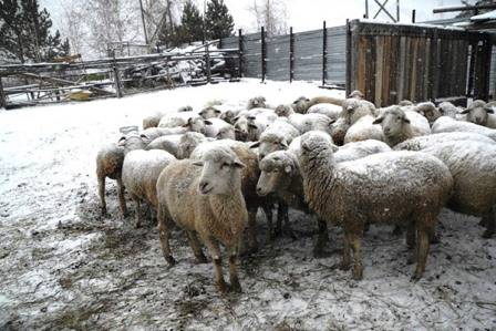 Как содержать овец - овцеводство - животноводство - собственник