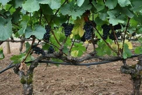 Обрезка винограда весной, тонкости ухода и правила весенней обрезки